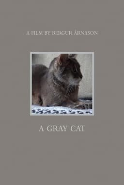 A Gray Cat