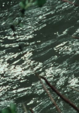 Far from the explosive form of fruit