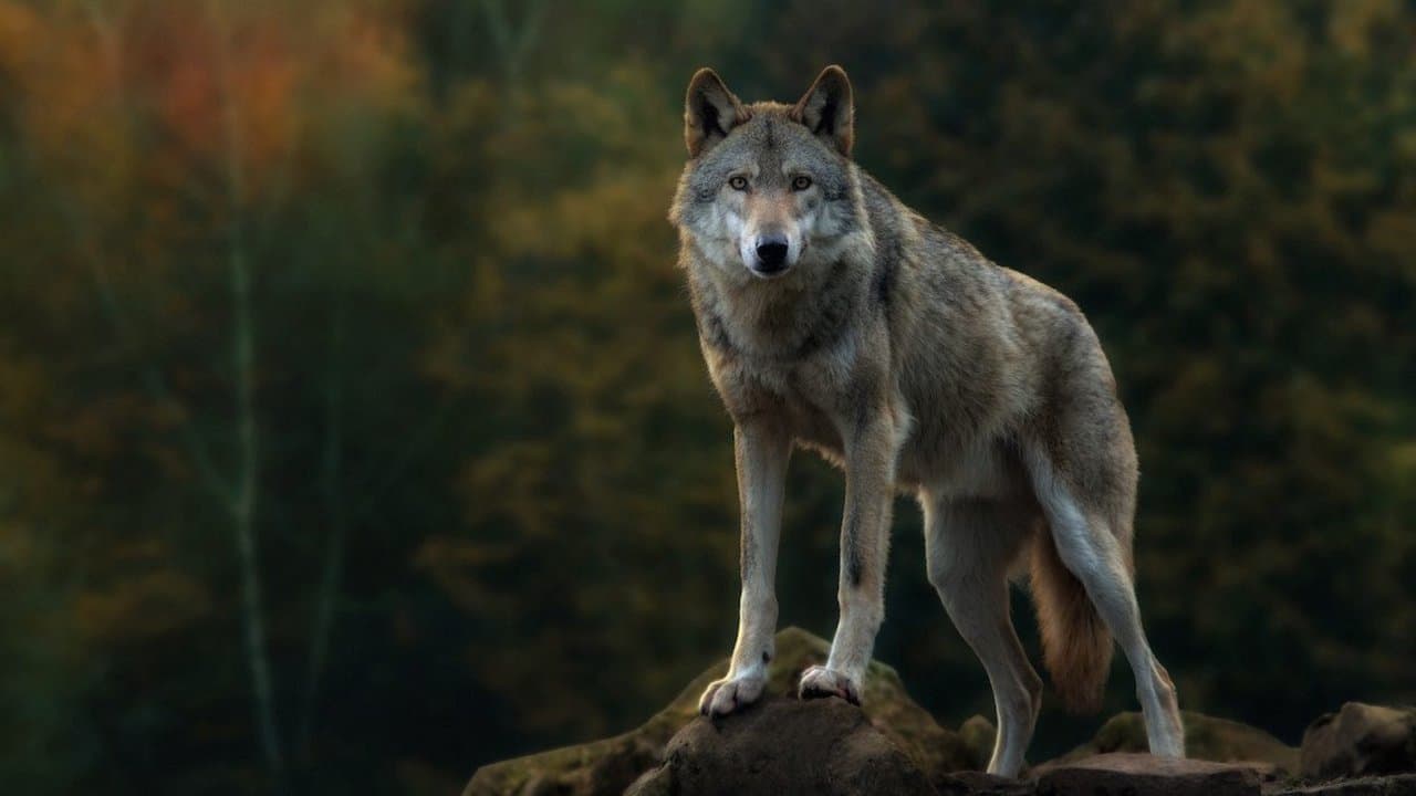 Il sentiero dei lupi