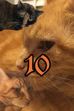 The Adventures of Murphy the Cat #10