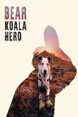 Bear: Koala Hero