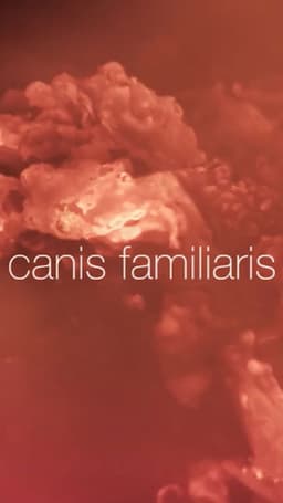 Canis familiaris