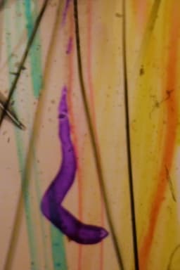 Visions From My Scalp