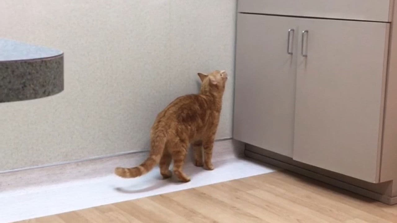 The Adventures of Murphy the Cat #4