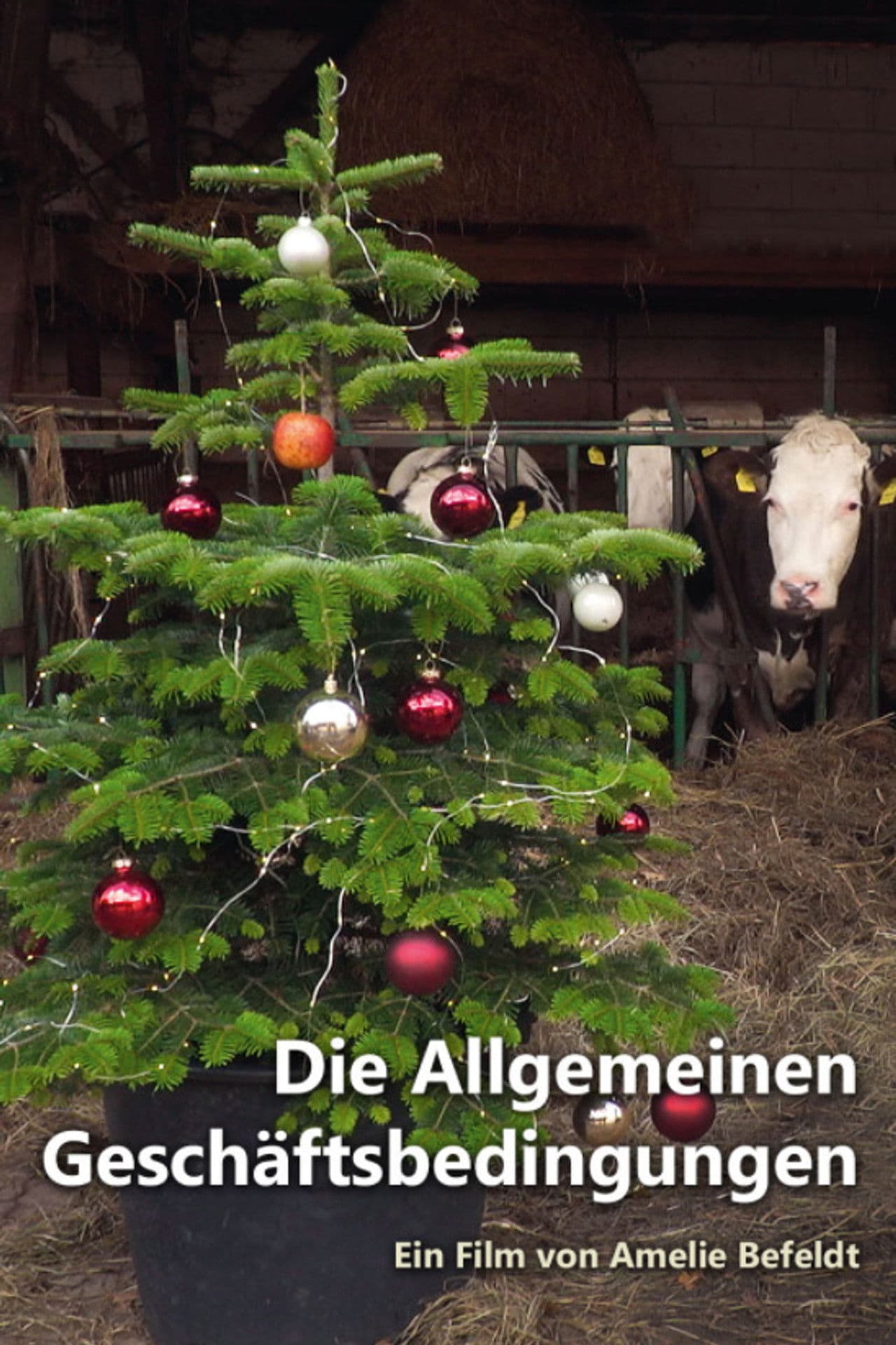 Terms and Conditions