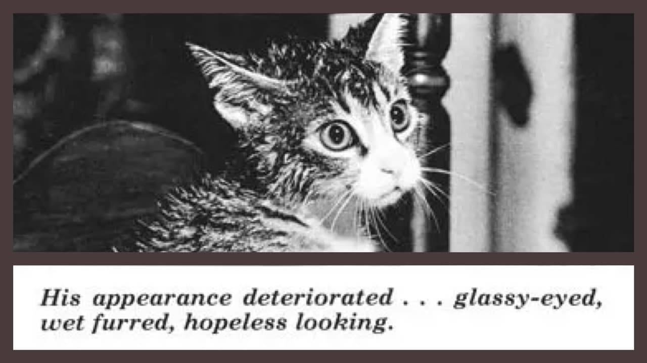 The Cat That Drank and Used Too Much