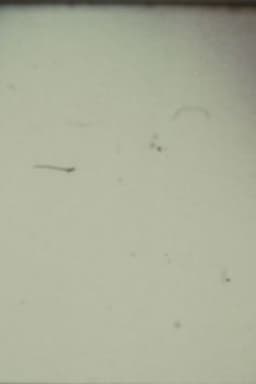 Arabic Numeral Series 13