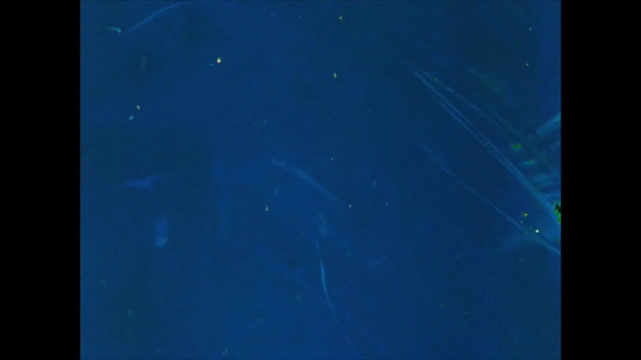 Sound of a Million Insects, Light of a Thousand Stars