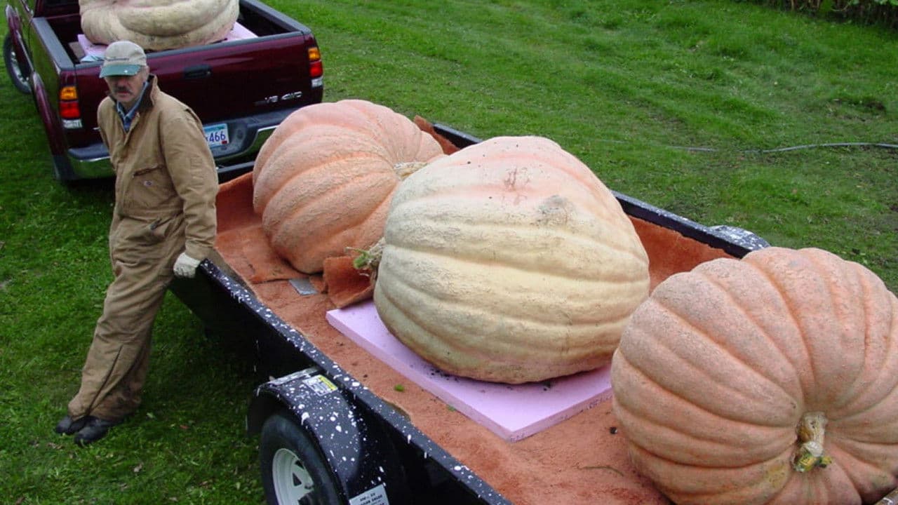 Bill's Big Pumpkins