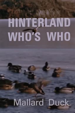 Hinterland Who's Who: Mallard Duck
