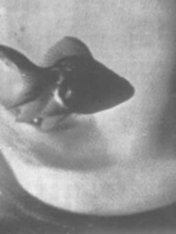 Conversation Between Nail and Socks