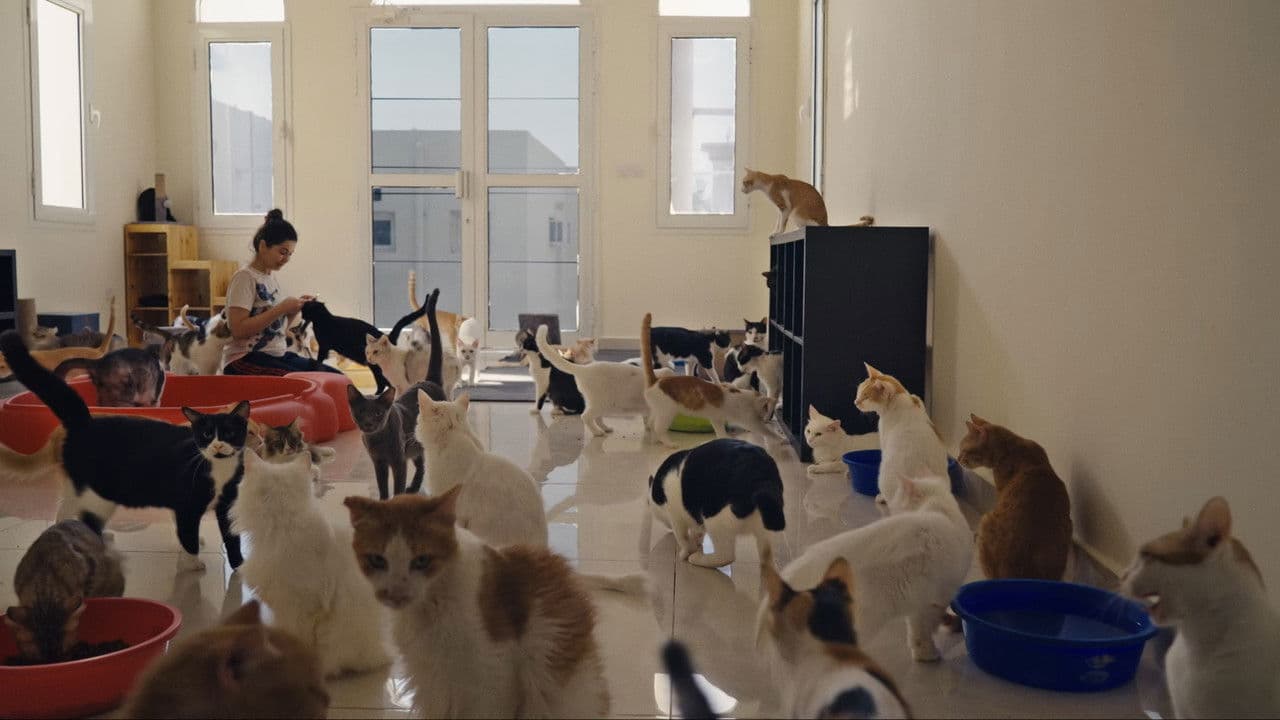 25 Cats from Qatar