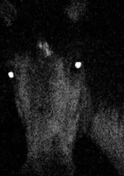 Voyage au pays des vampires