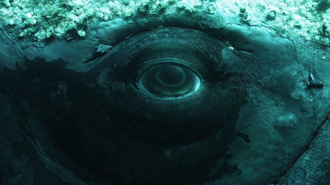 Whale with Steve Backshall