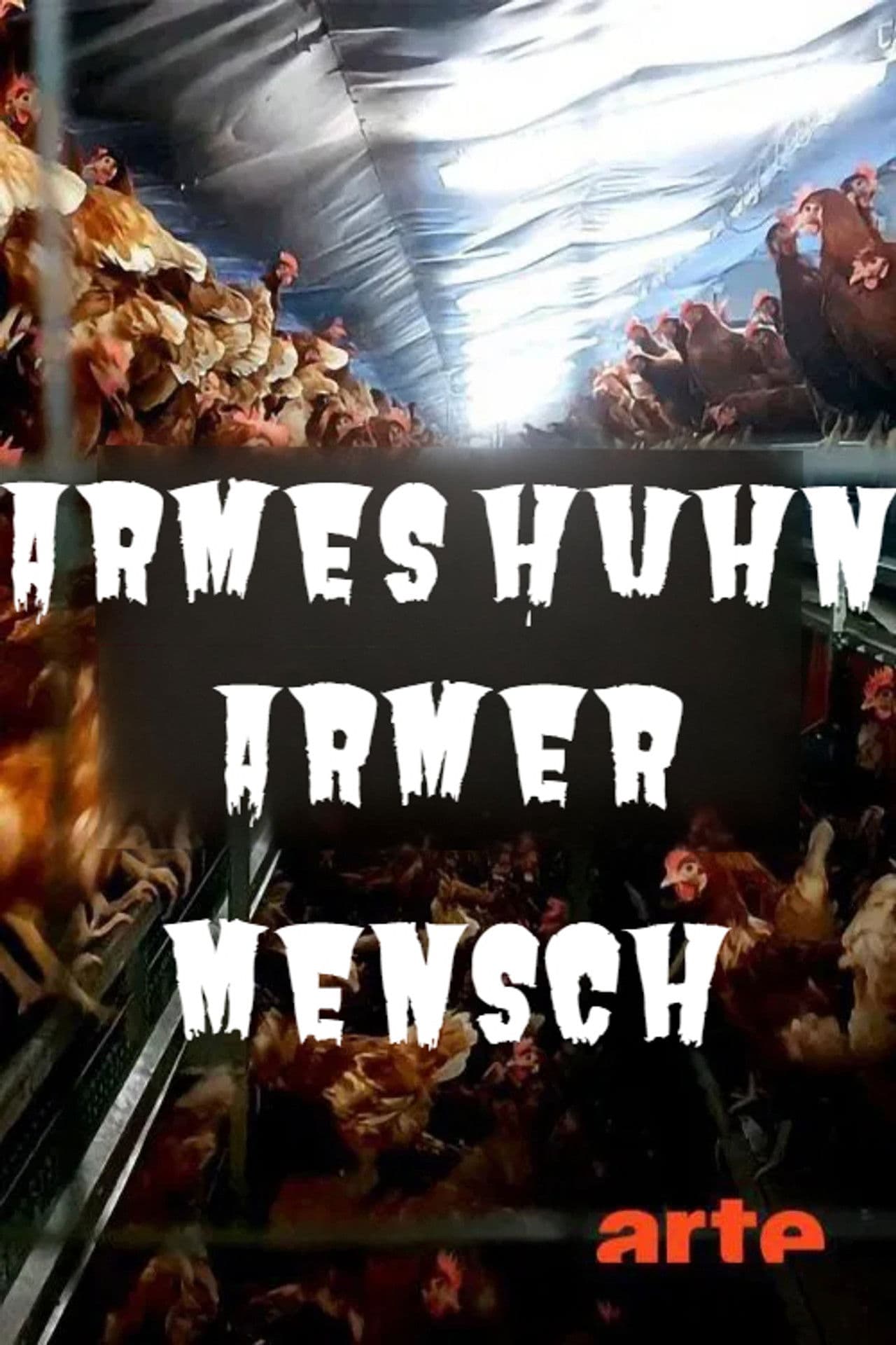 Armes Huhn – armer Mensch
