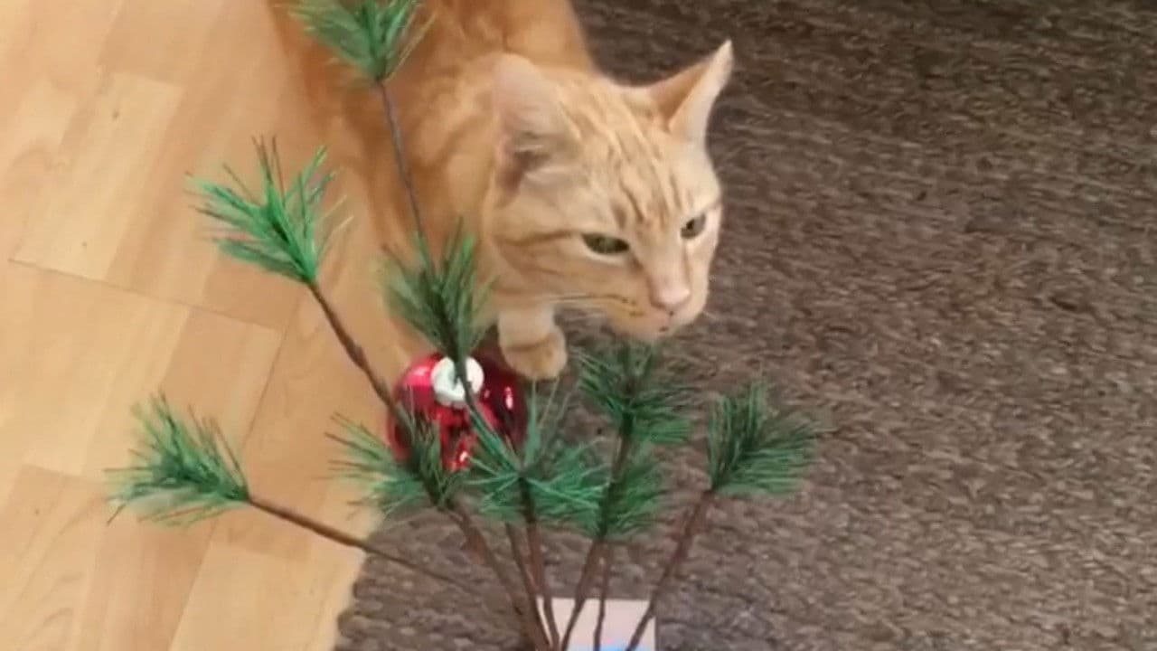 The Adventures of Murphy the Cat #6