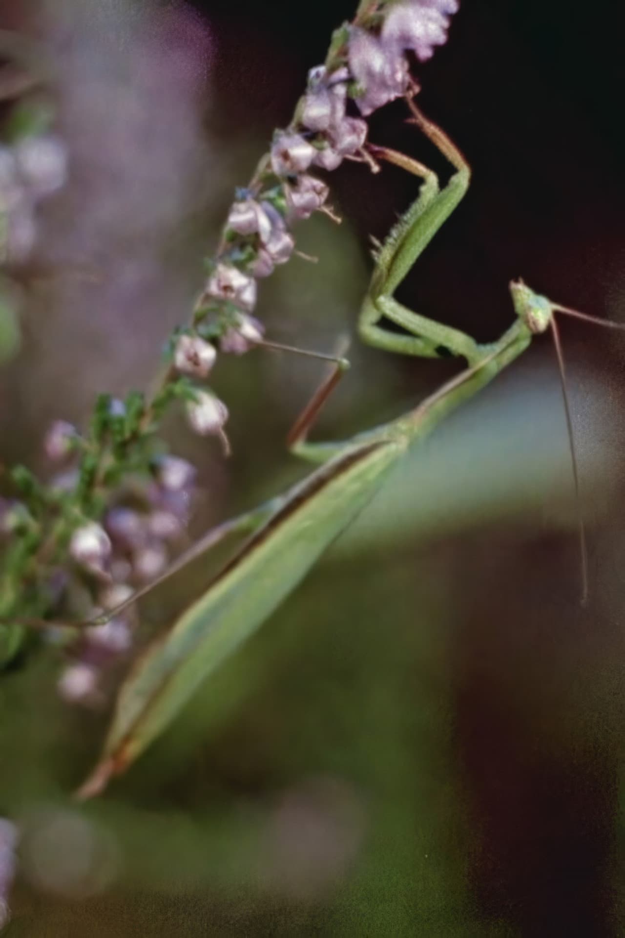 Praying Mantis