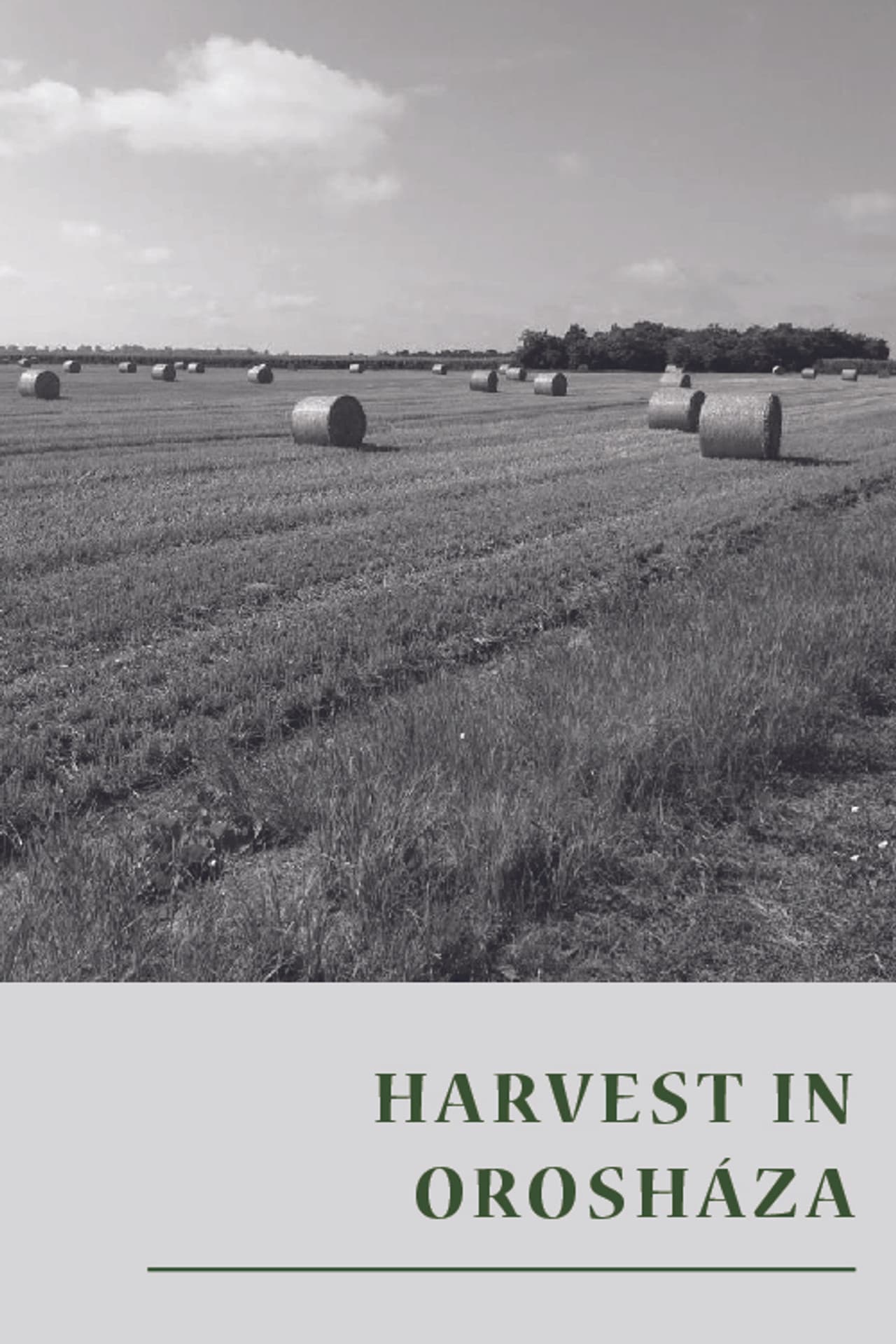 Harvest in Orosháza