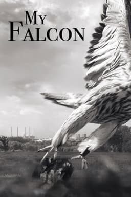 My Falcon