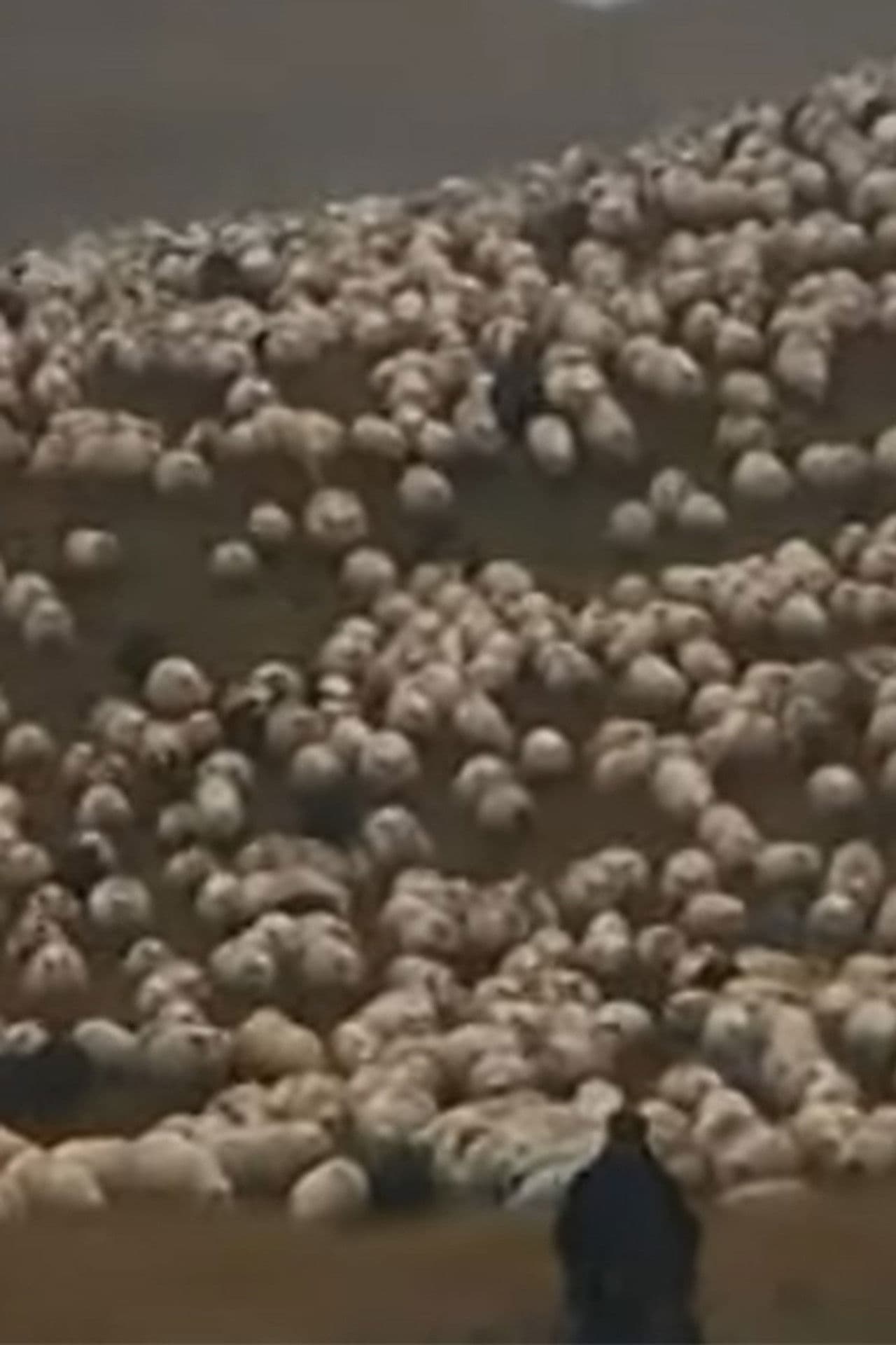 Icelandic Leader Sheep