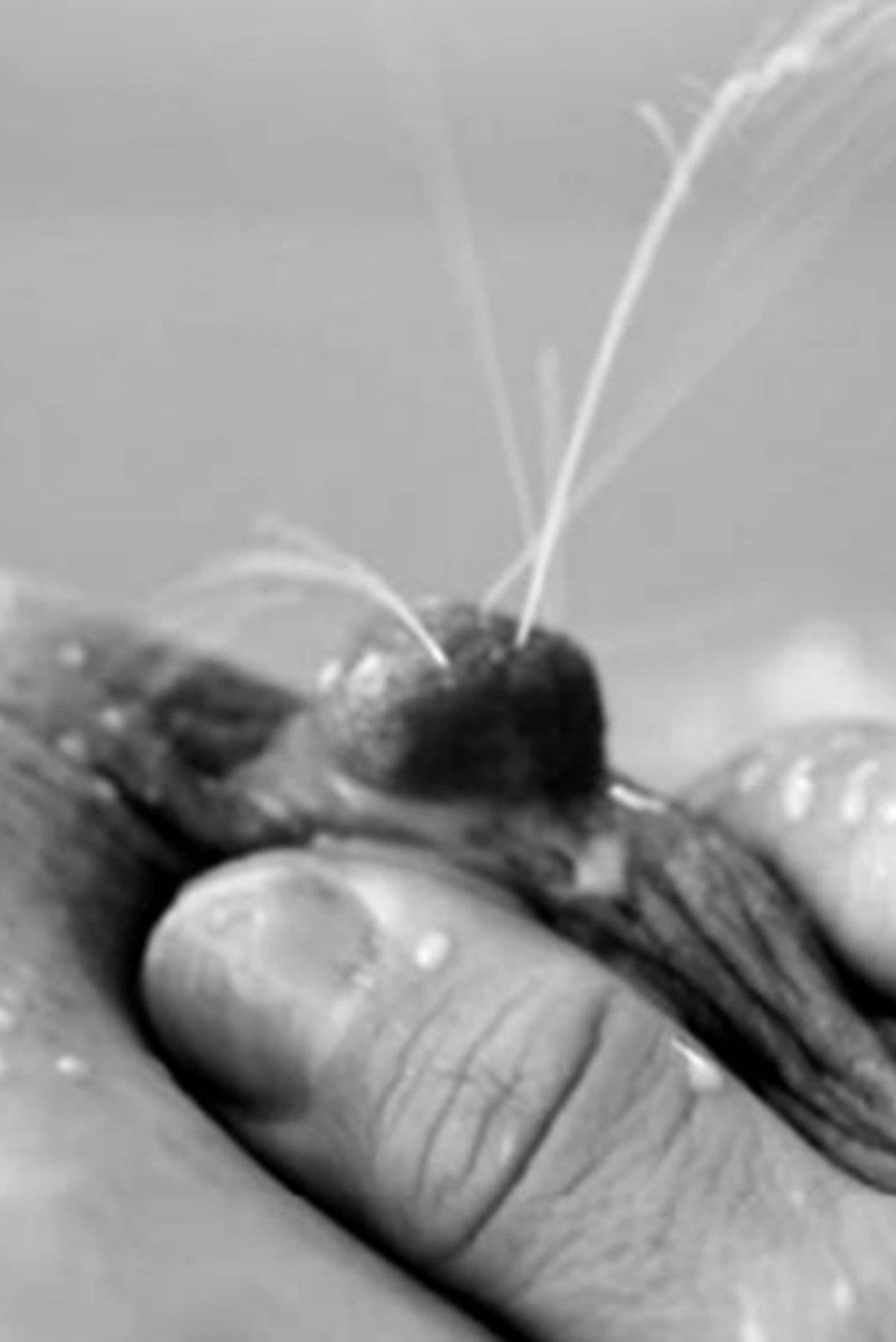 Mamíferas: el hilo de Ariadna