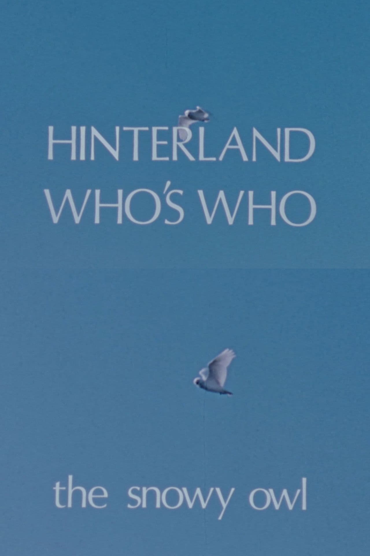 Hinterland Who's Who: The Snowy Owl