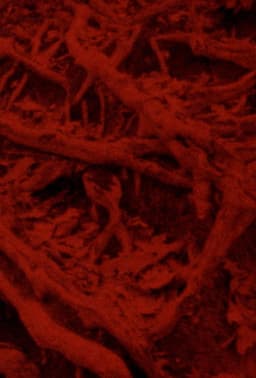 Language of the Entrails