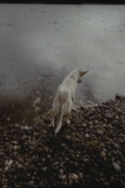 The Departing Images