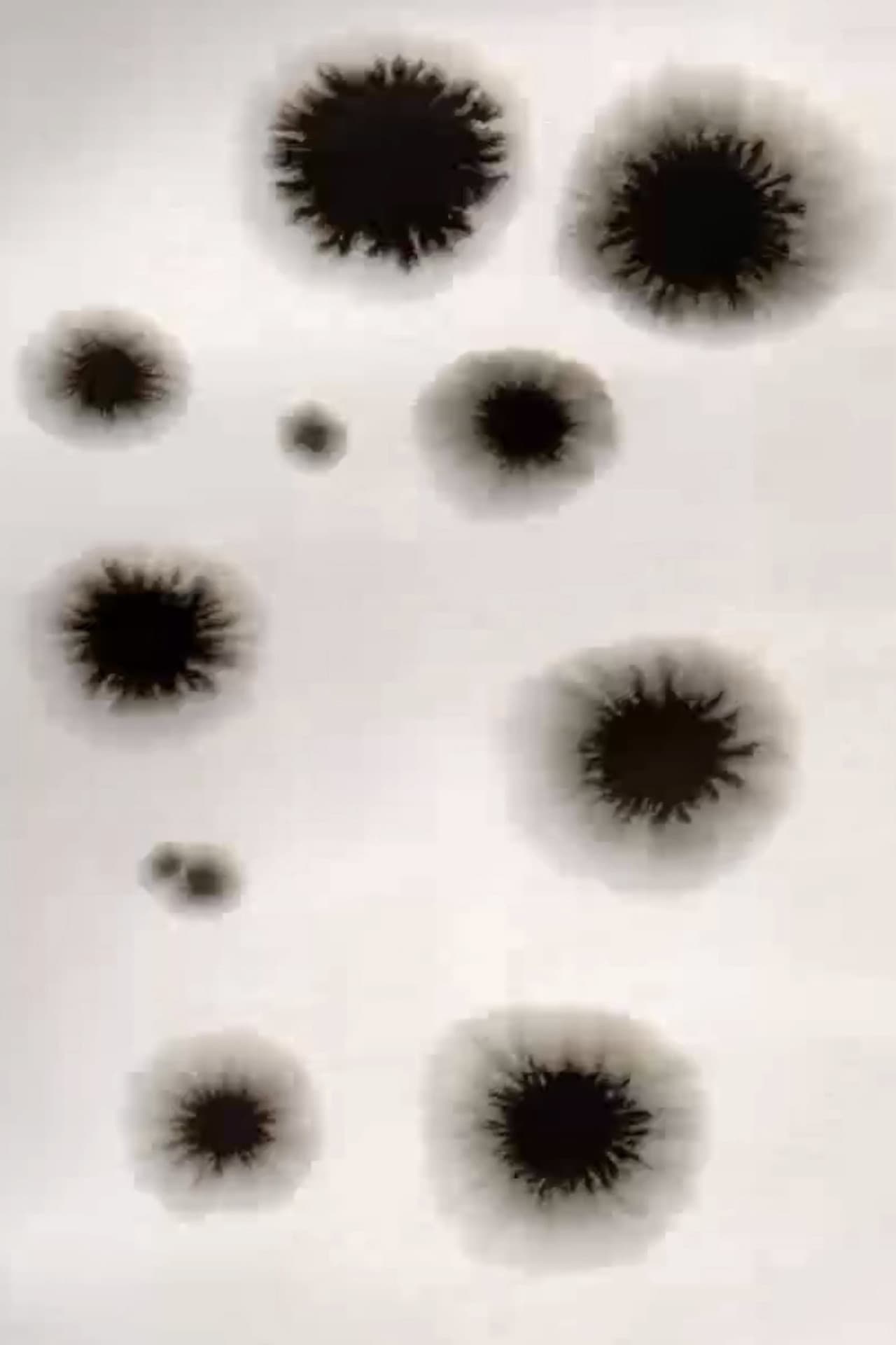 Animation from Poland Residence