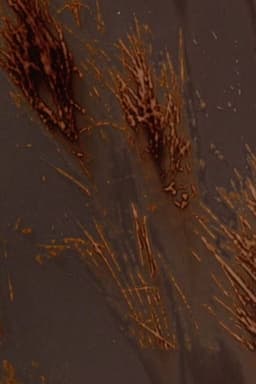 Terre rouge terre noire