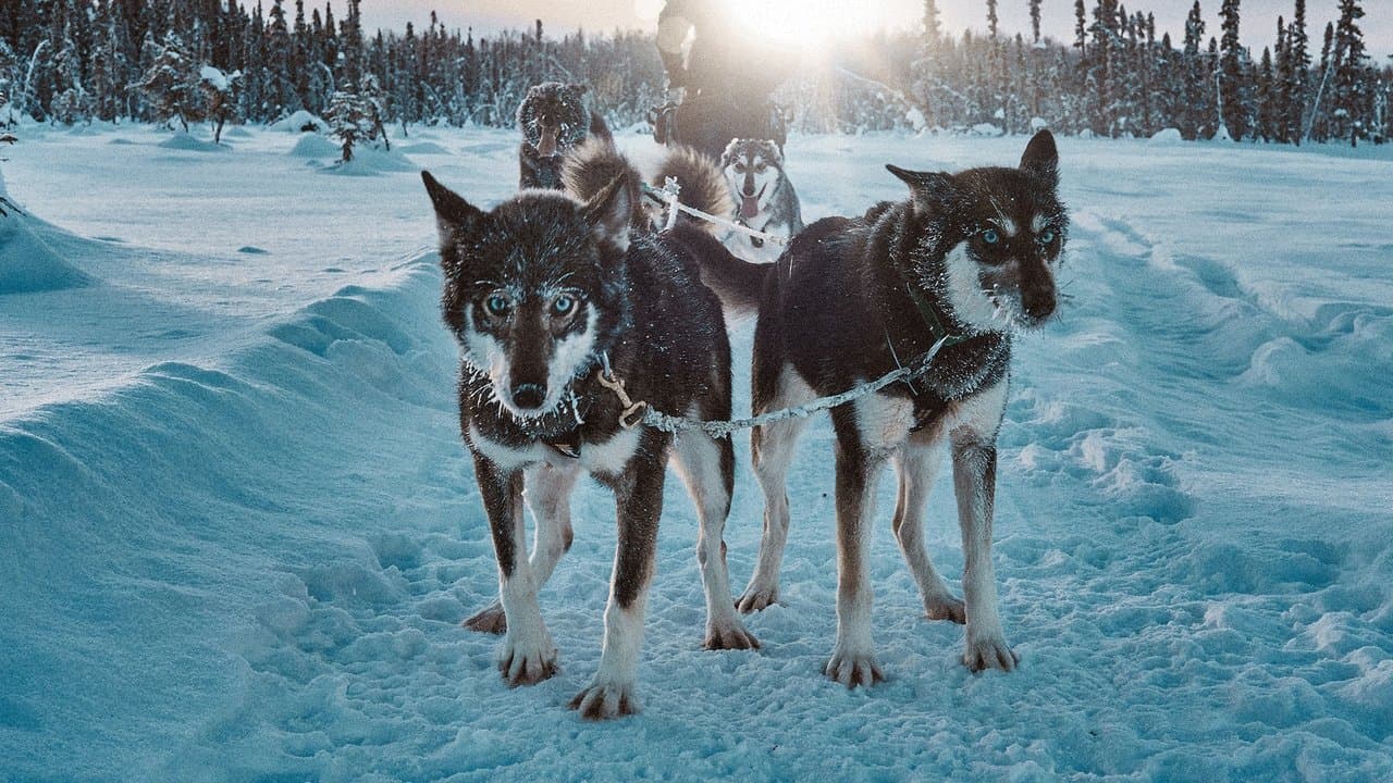 Snow Dogs: Into the Wild