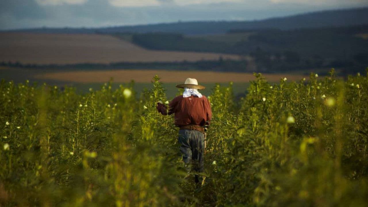 O Plantador de Quiabos
