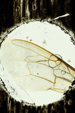 Hasta el cementerio de Flores