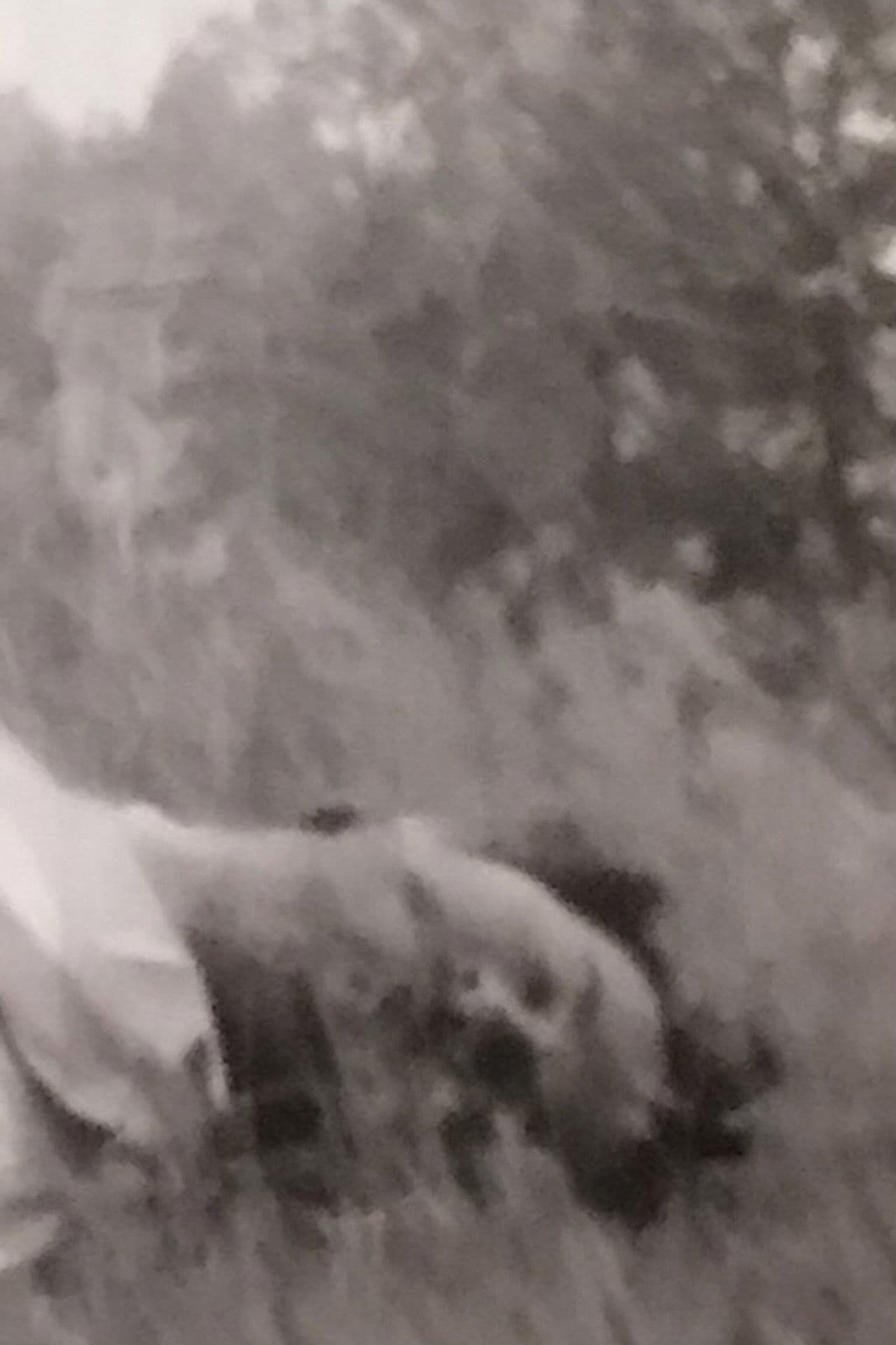 Anviti. Un Fatto Di Sangue