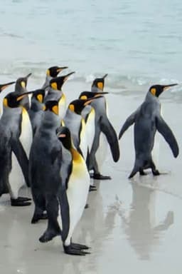 King Penguins in North Malvinas
