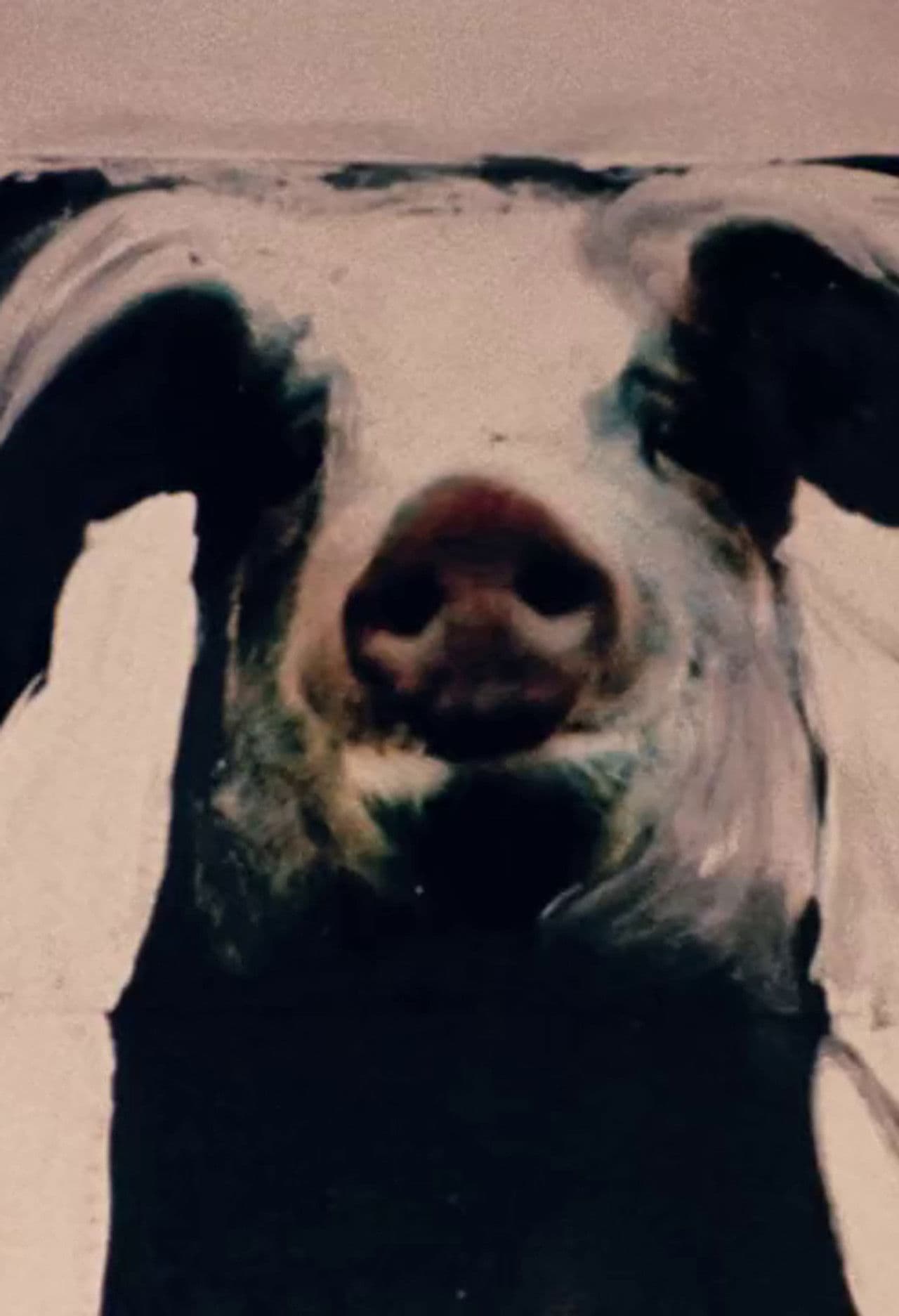 The Trail of the Pig