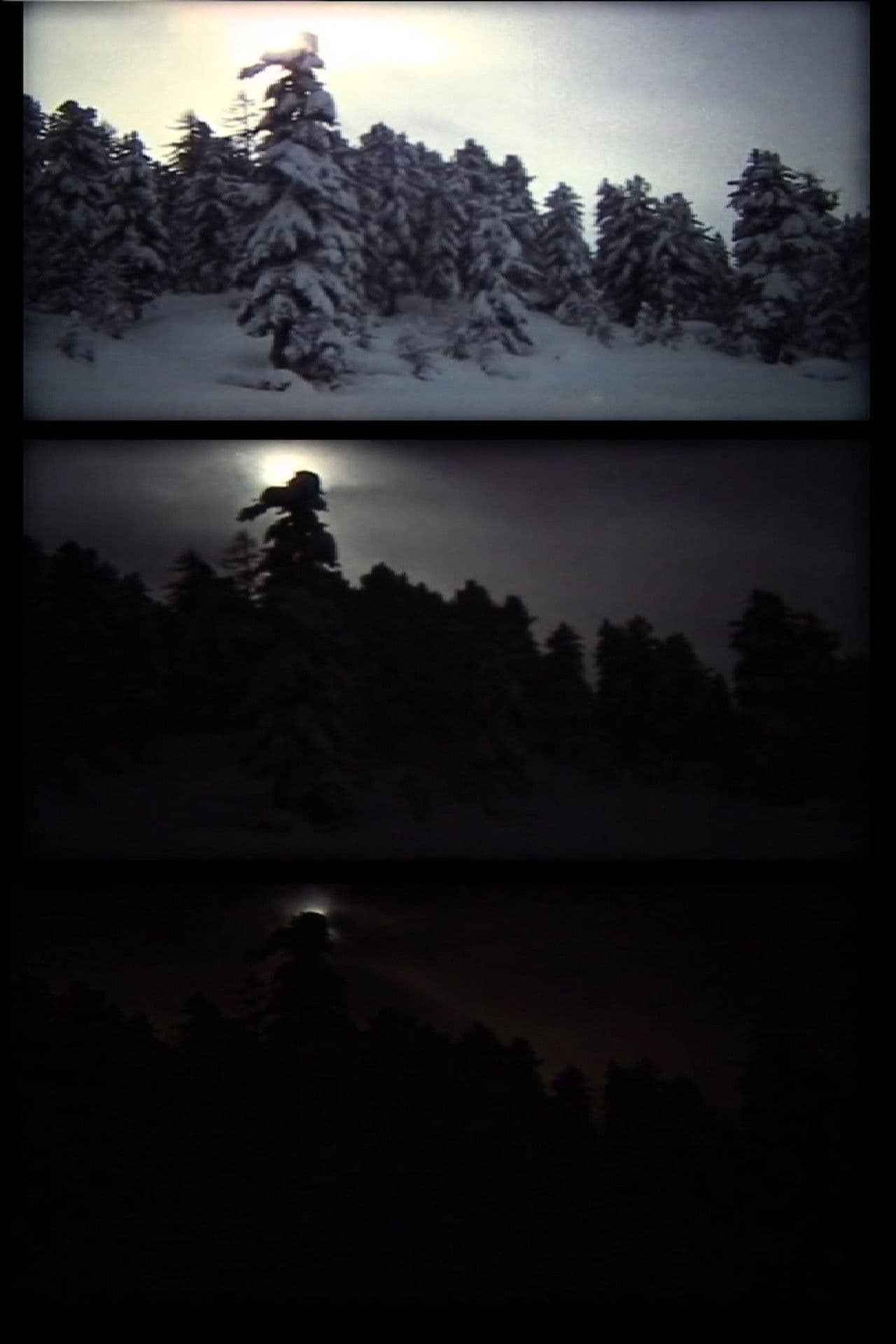 winter (bäume leuchten)