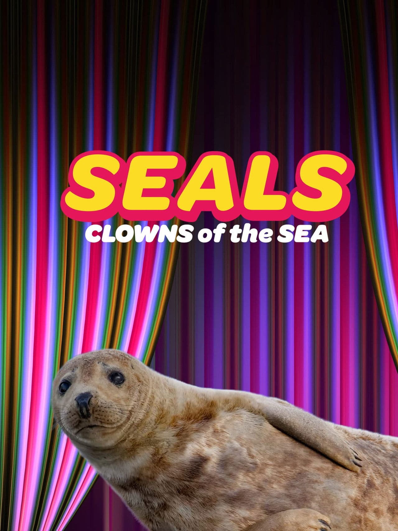 Seals - Clowns of the Sea