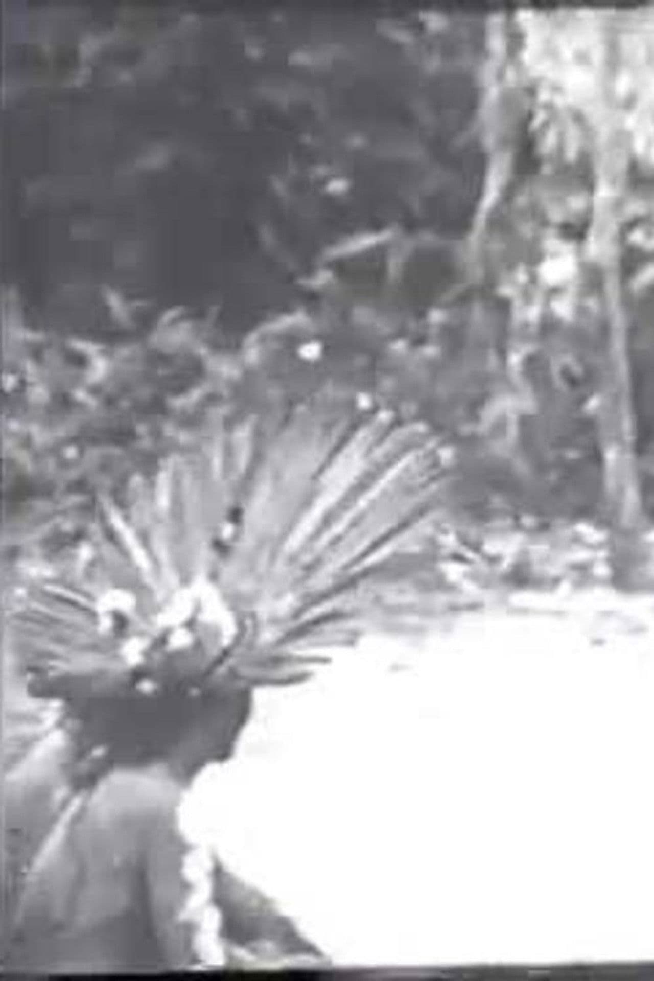 Cerimônias Fúnebres entre os Índios Bororo