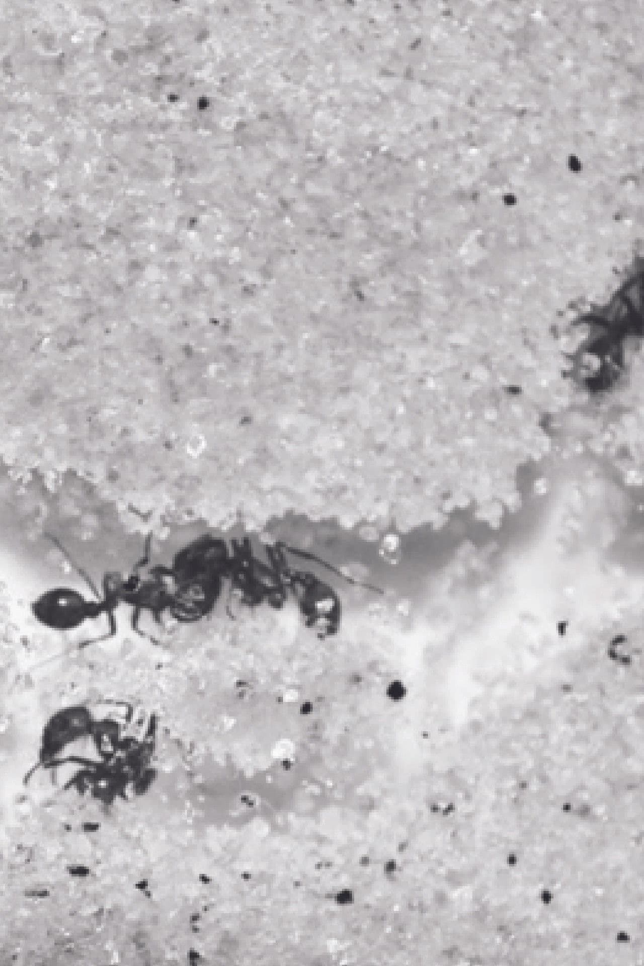 Who Shall Remain Nameless