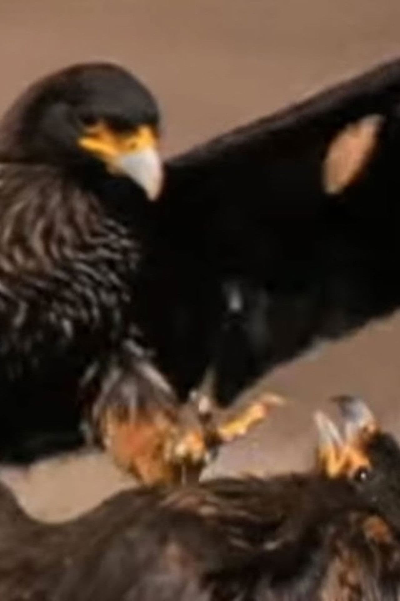 Falklands: Flying Devils