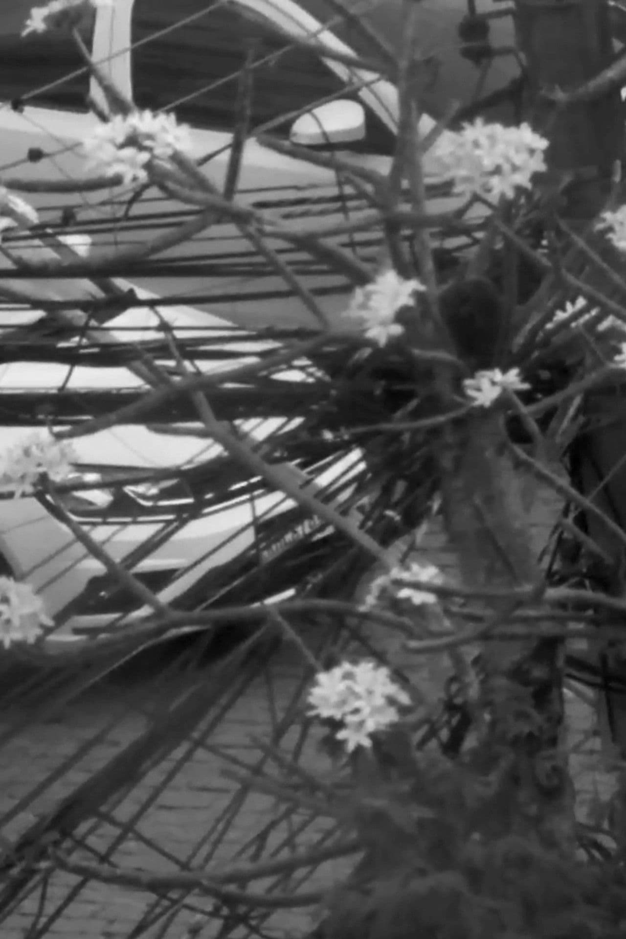 Só mais uma antes do Verme Eterno devorar Botafogo - Parte 2