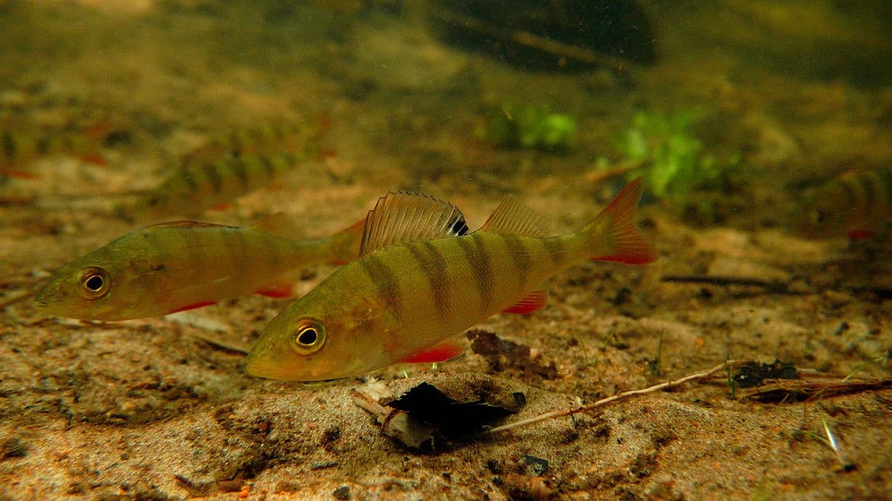 Salmo - leva på hoppet