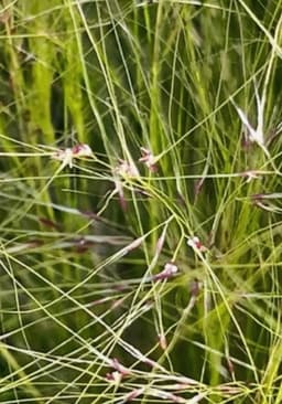 Dreams Reveal a Weightless World