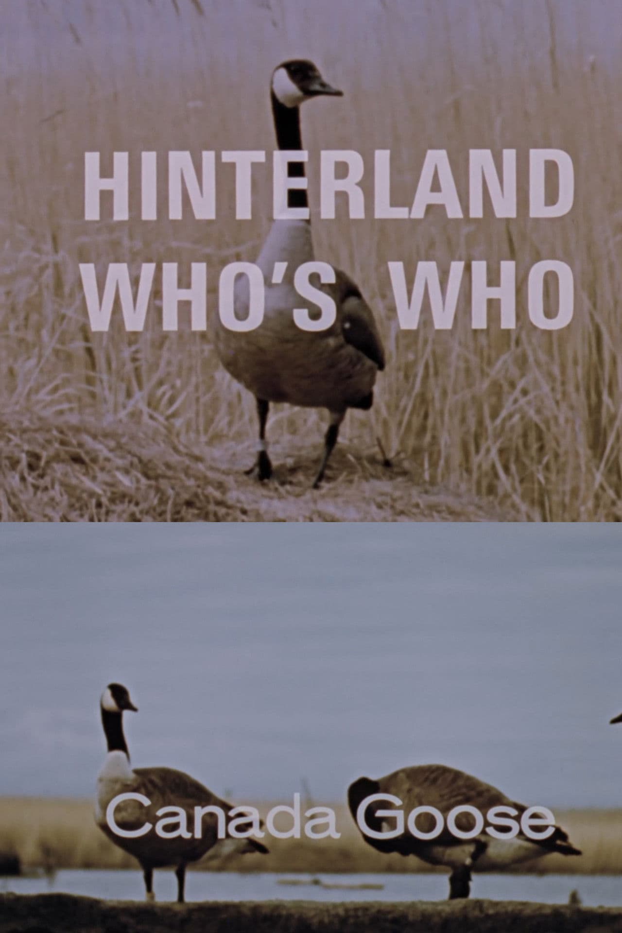 Hinterland Who's Who: Canada Goose
