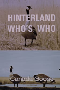 Hinterland Who's Who: Canada Goose