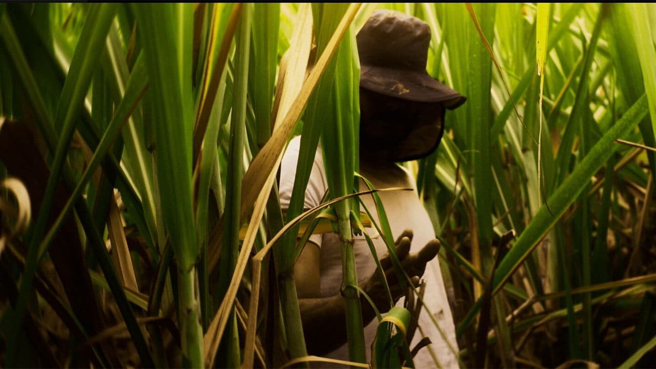 El Silbido del Cañaduzal