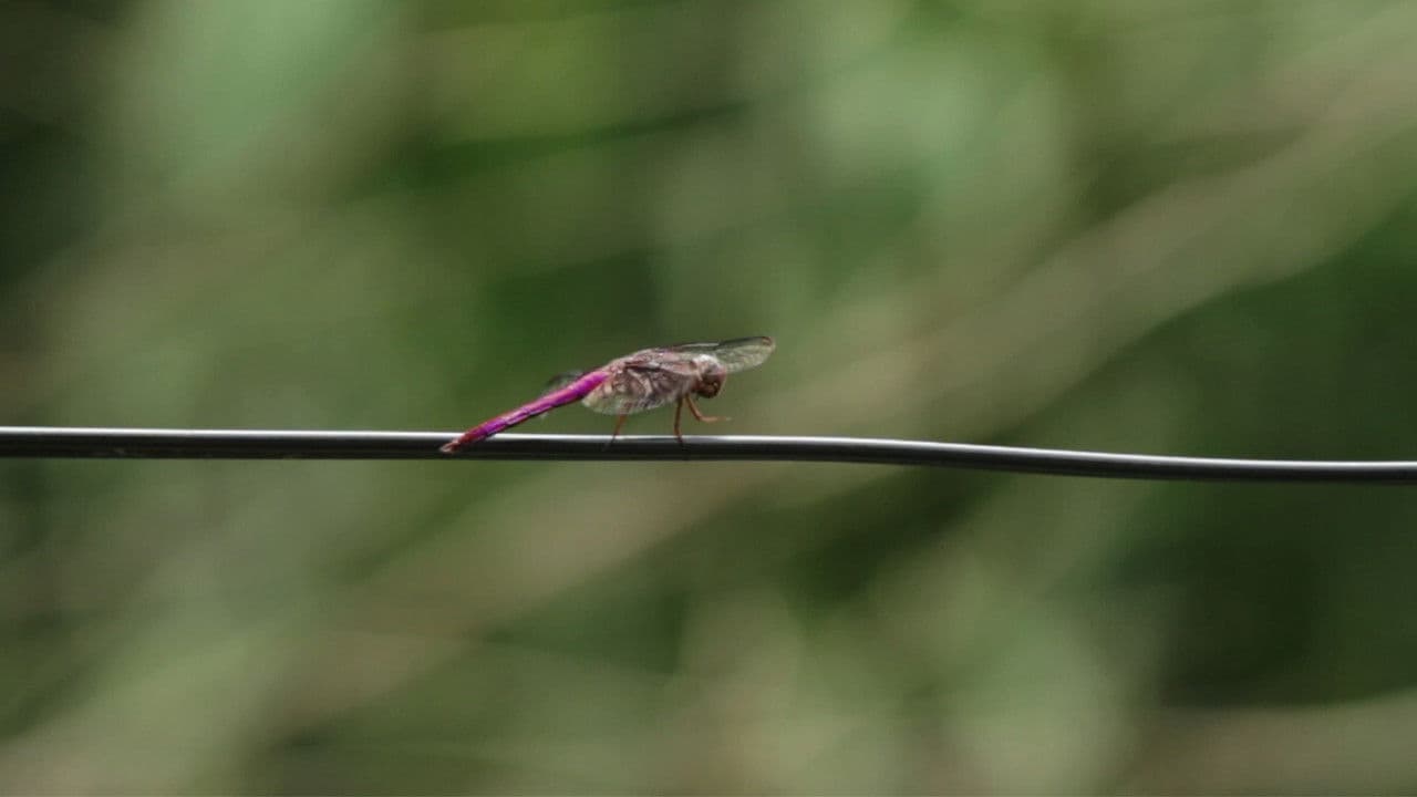 Uma libélula vermelha