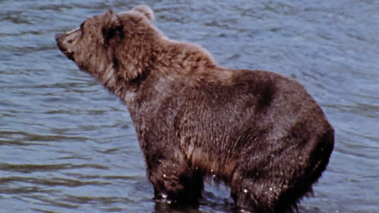 Hinterland Who's Who: Grizzly