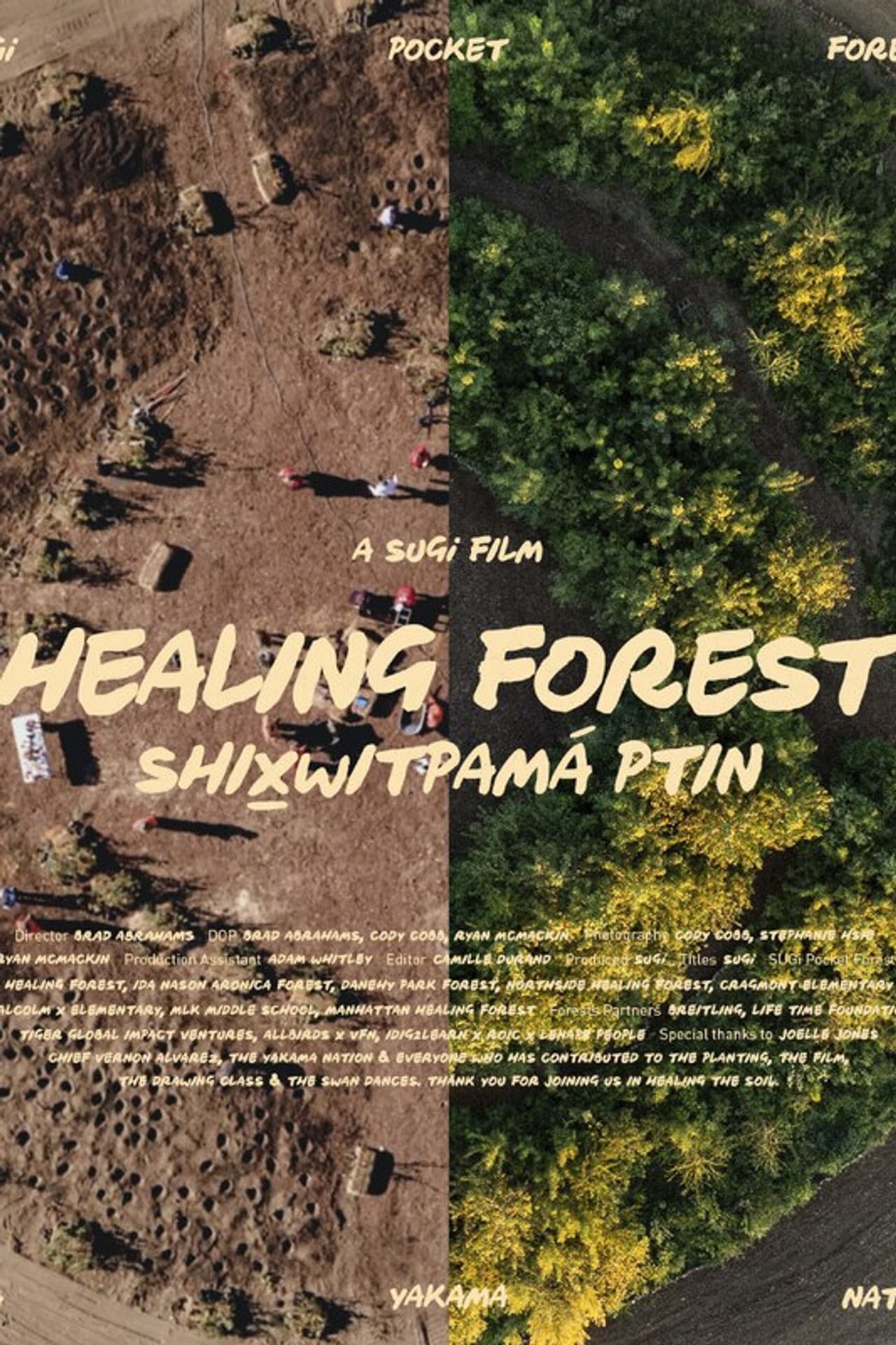Healing Forest